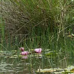 לינה וארוחת בוקר La Petite Lande Ménil