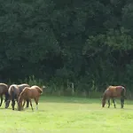 לינה וארוחת בוקר La Petite Lande