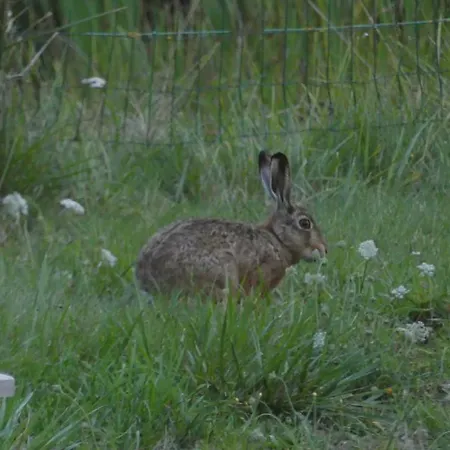 לינה וארוחת בוקר La Petite Lande Ménil