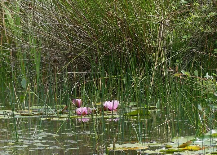 Couette-café La Petite Lande Ménil