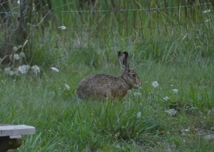 Couette-café La Petite Lande Ménil